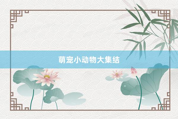 萌宠小动物大集结